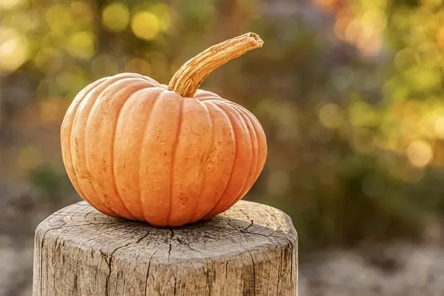 Les tendances de décoration Halloween à surveiller en 2026