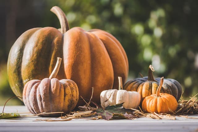 Top 5 des costumes d'Halloween qui feront sensation