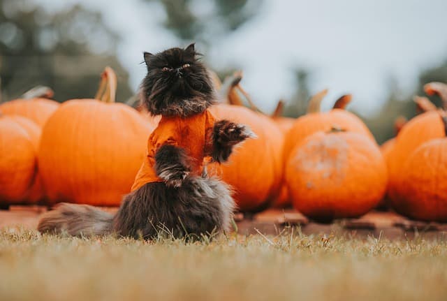 Les tendances incontournables pour Halloween 2026